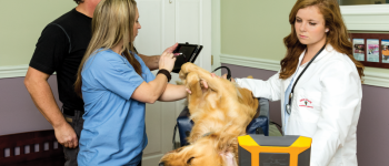 2 vets + dog + owner