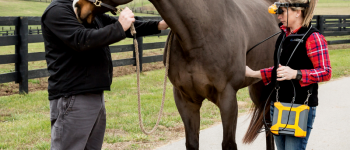 EVO + vet + horse in field