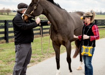 EVO + vet + horse in field