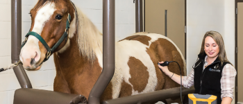 vet + horse in clinic