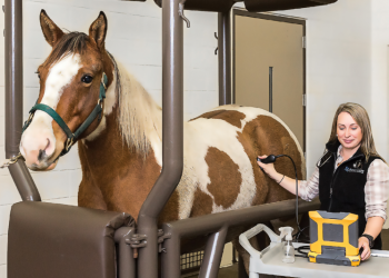 vet + horse in clinic